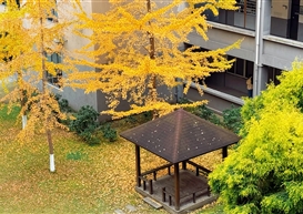 关于举办“我眼中的银杏”校园摄影投稿活动的通知